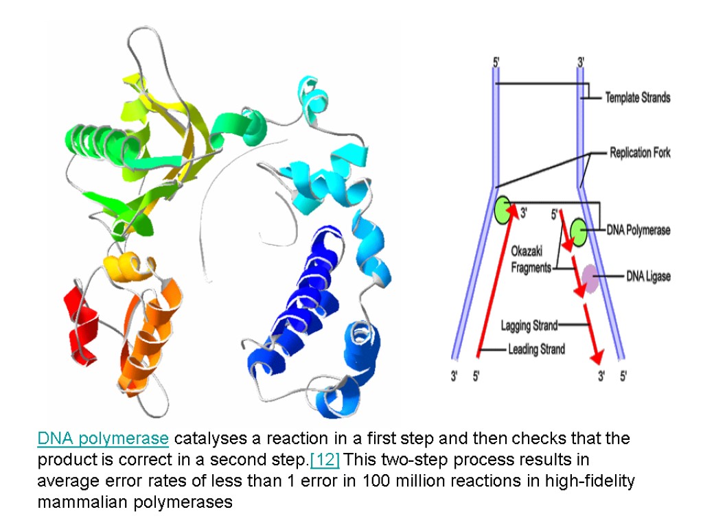 DNA polymerase catalyses a reaction in a first step and then checks that the